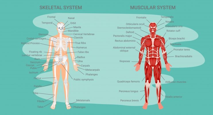 Human anatomy can be complicated bones and muscle figures figure drawing Lillian Gray