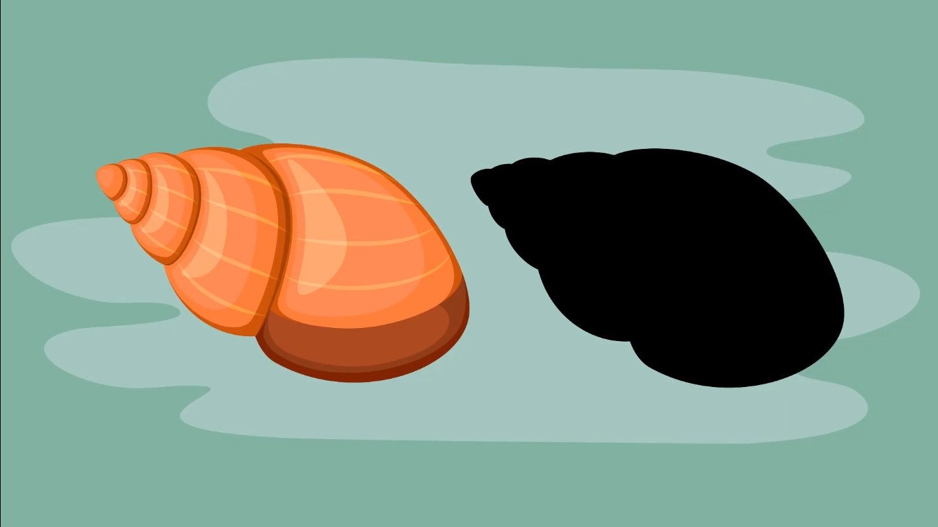 Shell in shapes